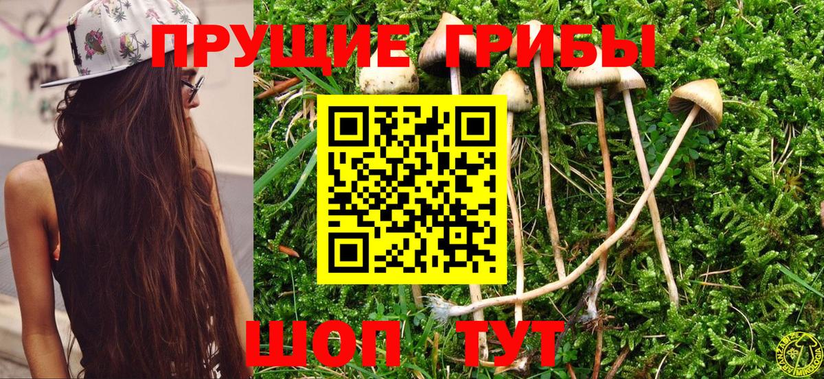 Псилоцибиновые грибы Psilocybe Новозыбков